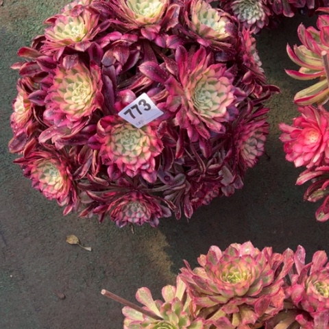 773铜壶锦朵朵多肉，