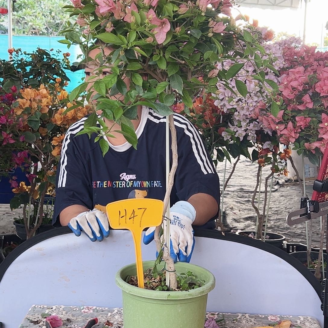 琦***吖大部分花苞少量开放H47婆罗洲樱花