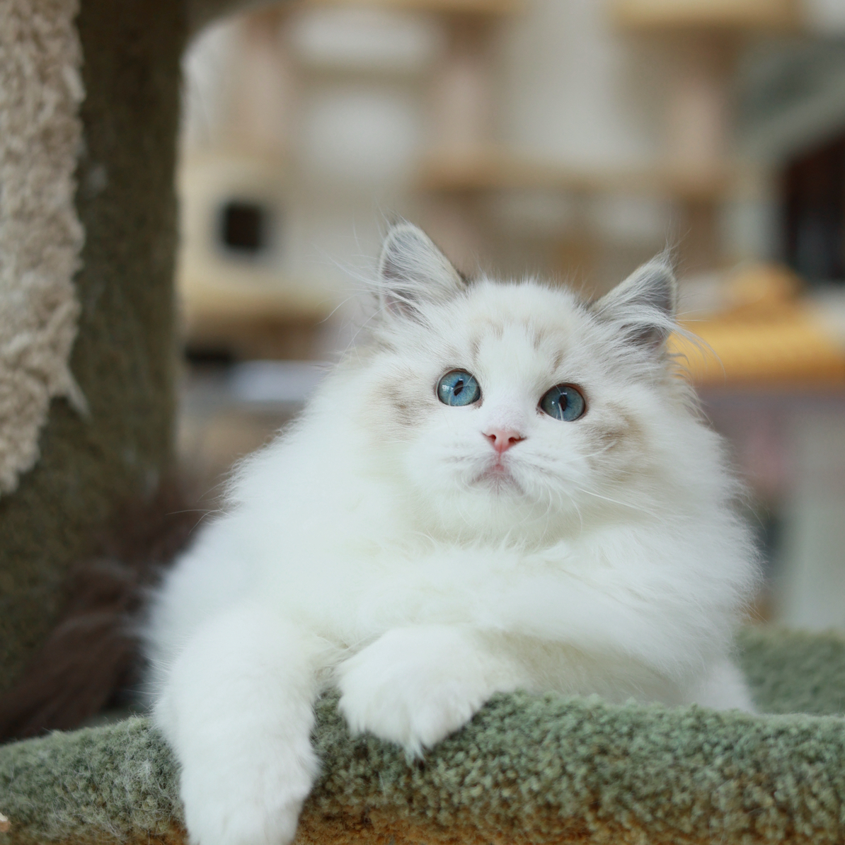 周周的布偶猫·海山双妹妹白雪