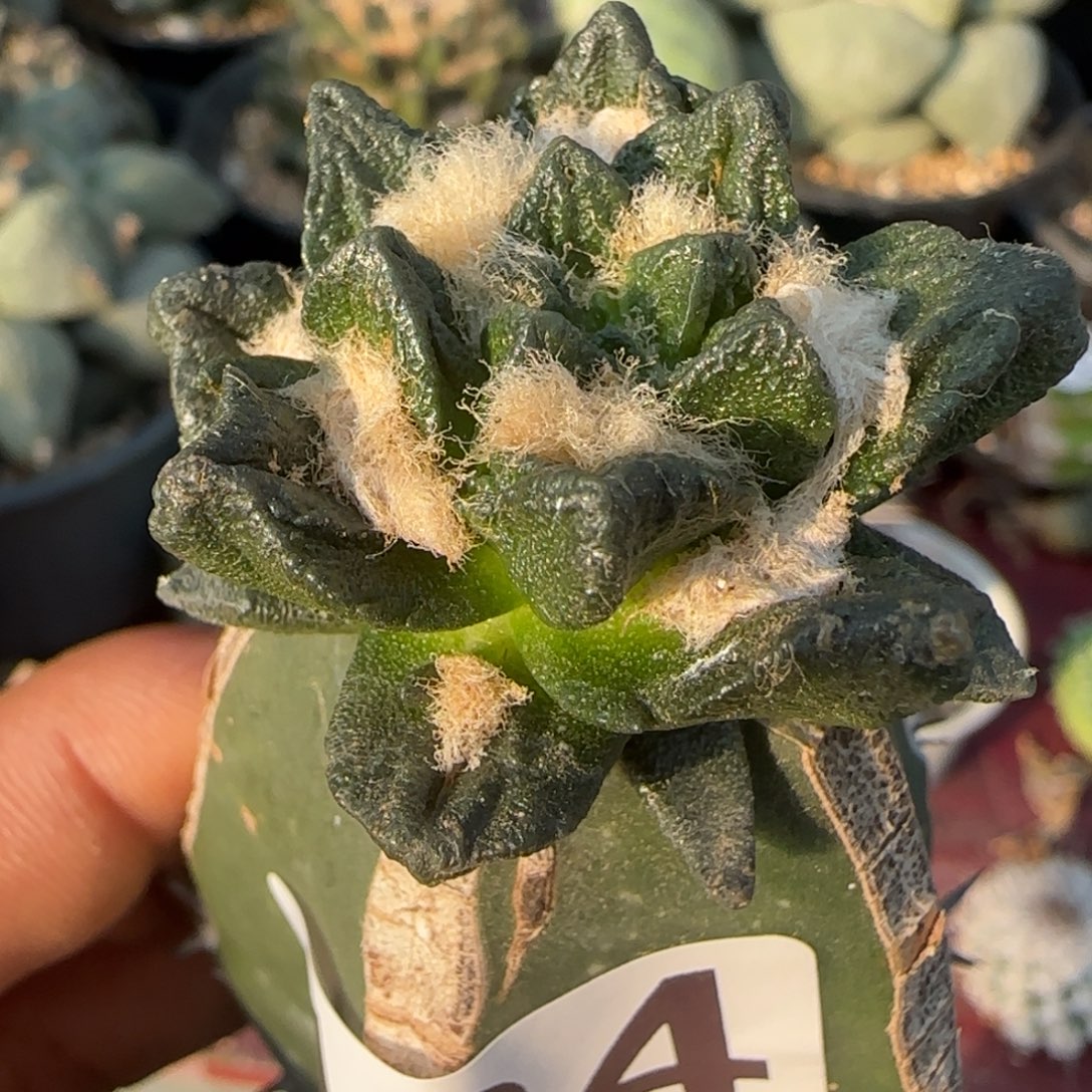 无花朵苗接超短尤龙角184