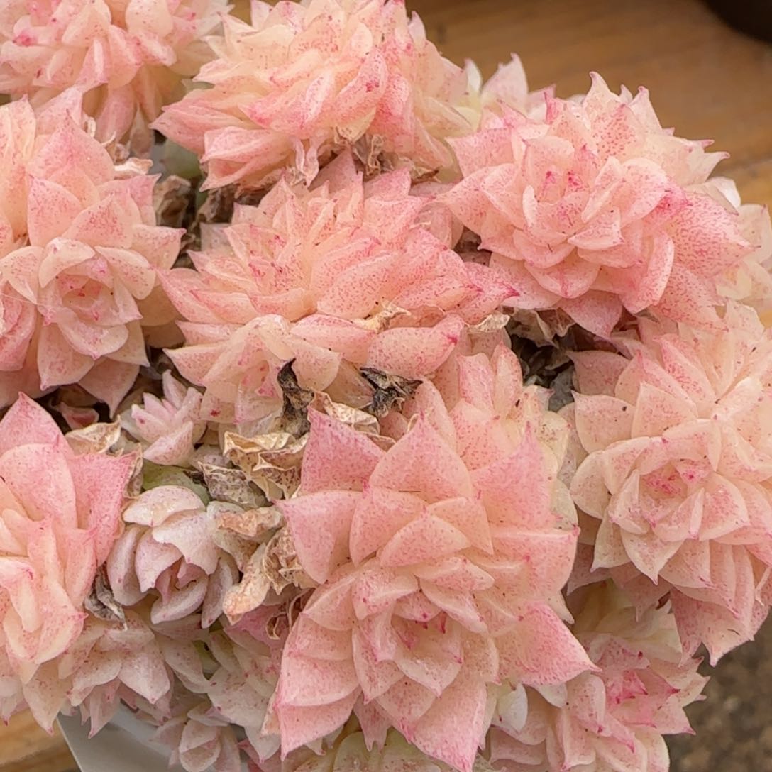 花语逸镜0204-318散