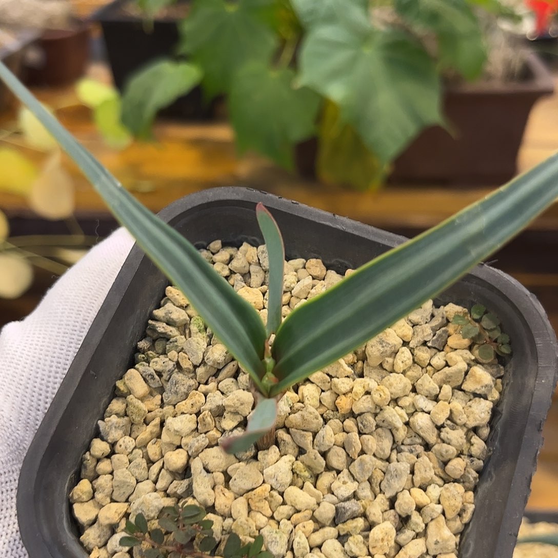 汤圆植物7百岁兰哈