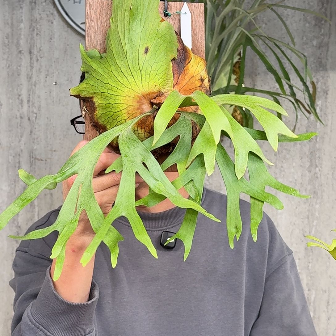 完全开放菲律宾皇冠孢播鹿角蕨春野花园