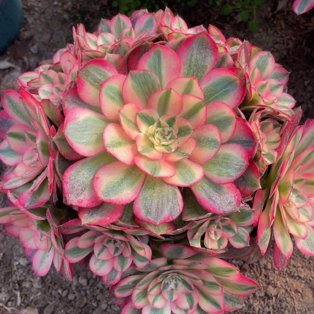 632倾城精品法师老桩