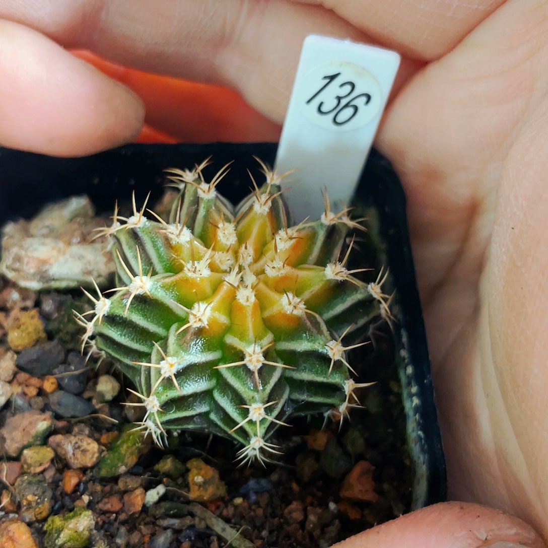 非偏远地区满25包邮仙人球