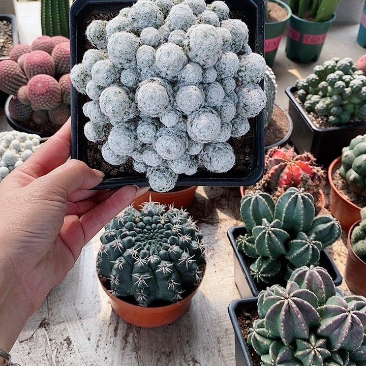 【闪购商品】姬春星仙人球