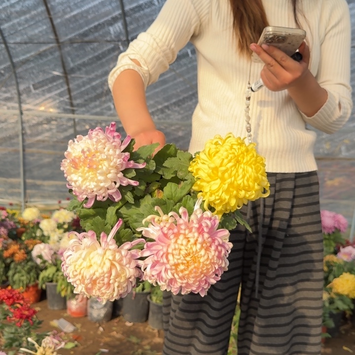 完全开放国华圣者混色