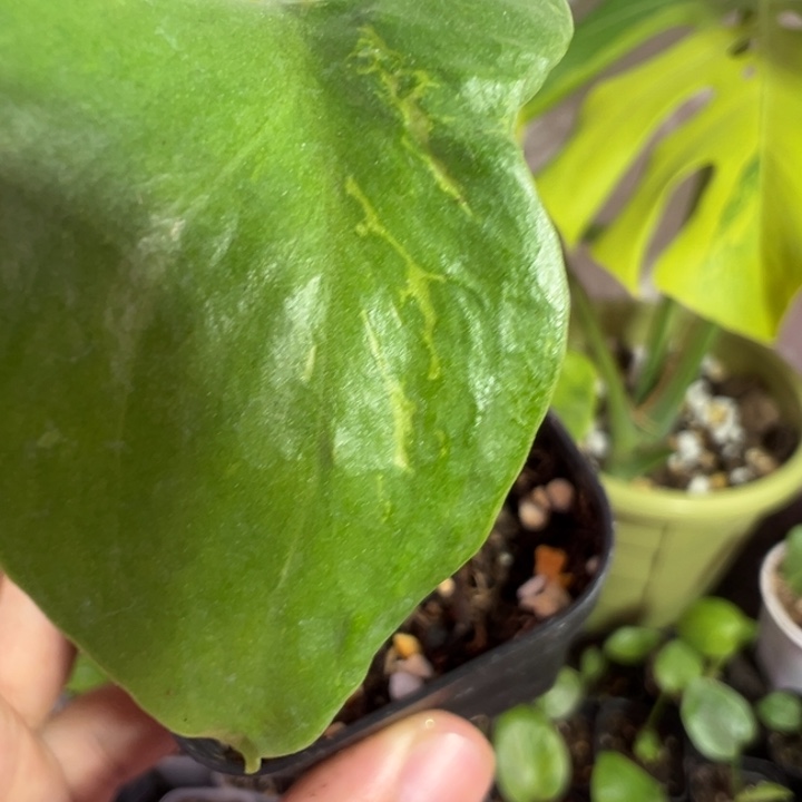 H****完全开放龟背竹种苗