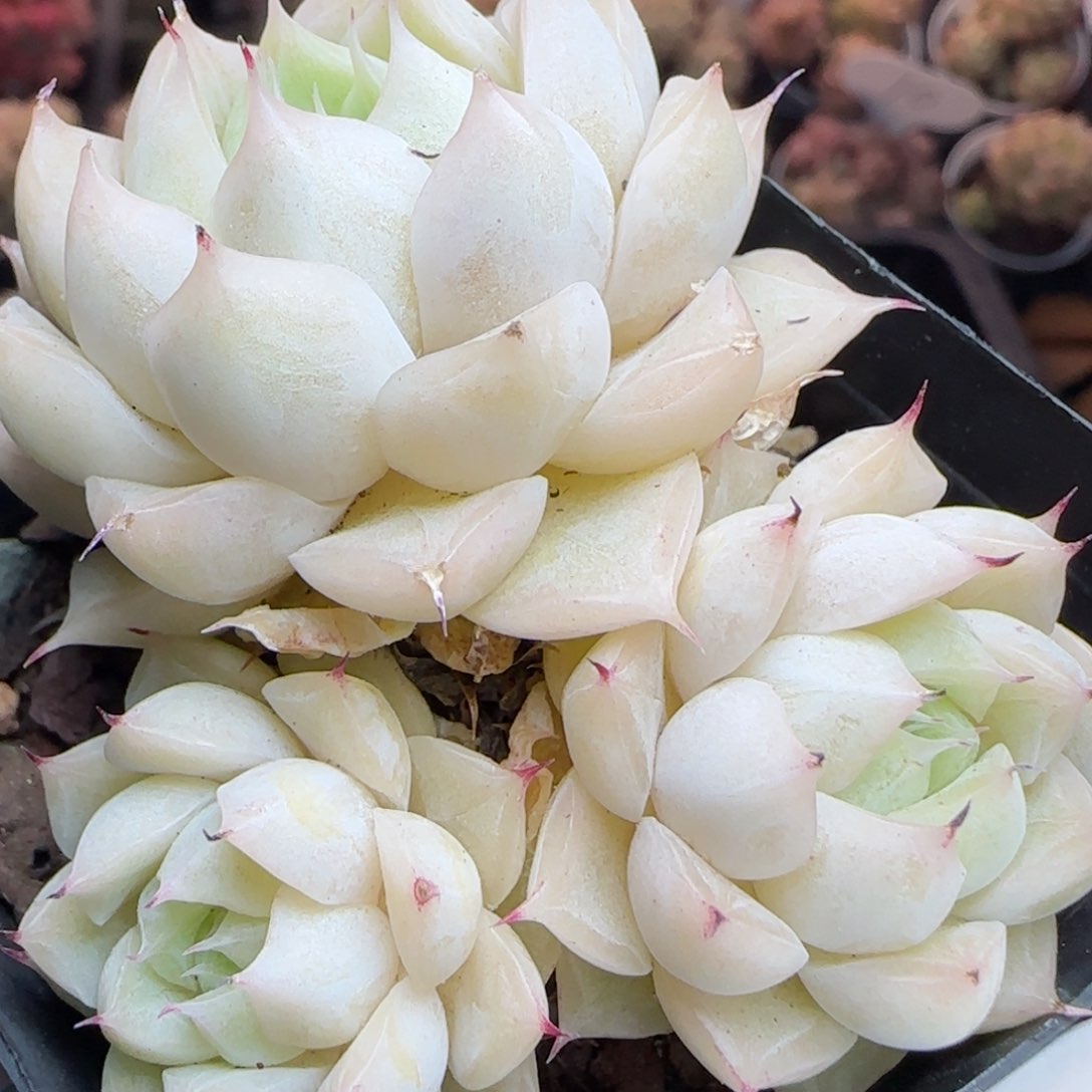 花语逸镜0310-450