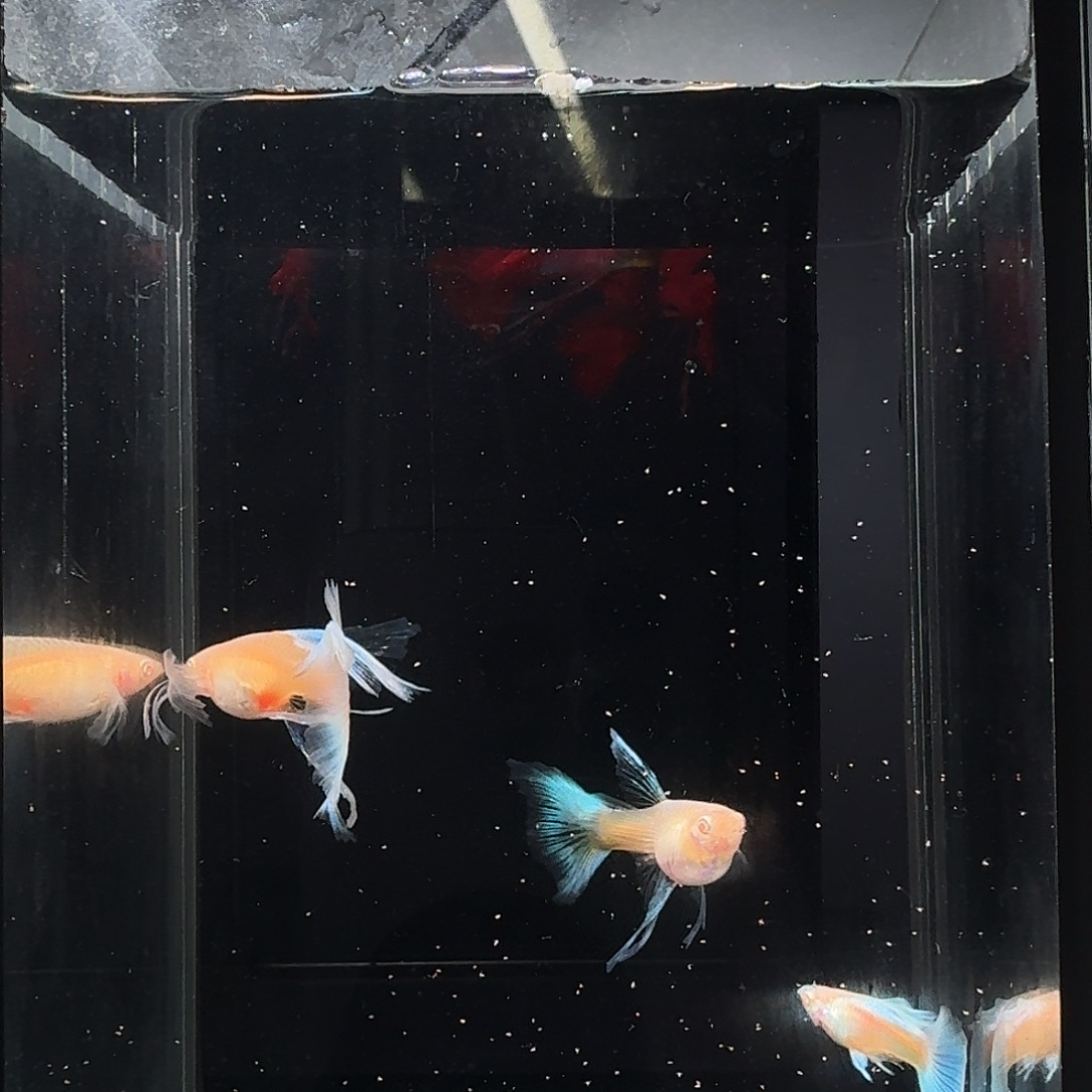 乌***熊孔雀鱼蓝白绒球+大c共2对