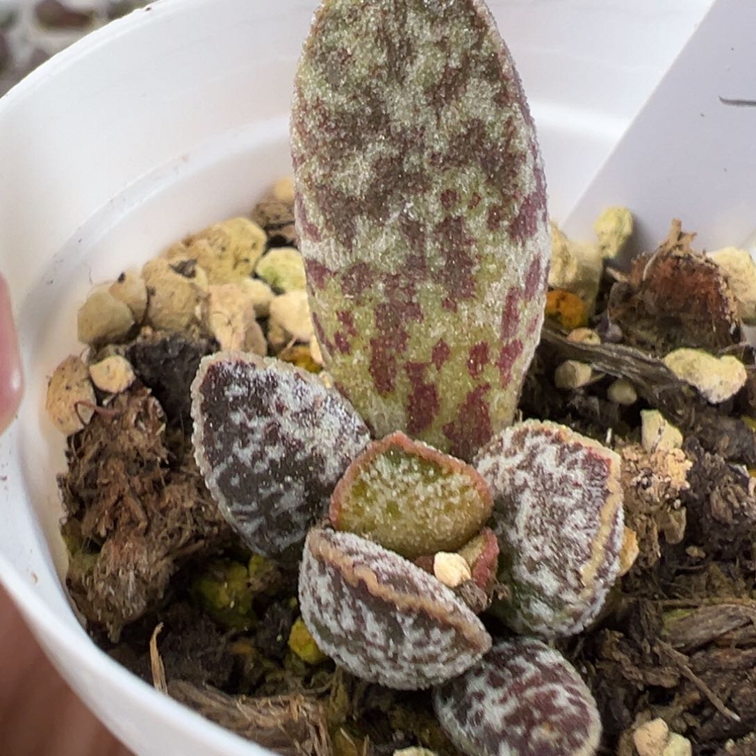 蛋杂系多肉植物水泡