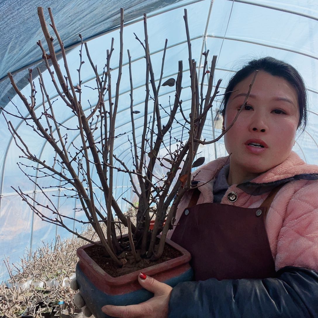 海棠爱*者海棠去盆发货520