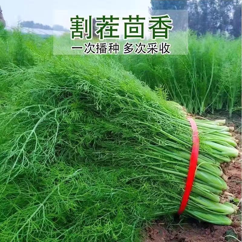 【任意拍满5包包邮】割茬茴香种子高产小茴香四季蔬菜阳台盆栽地栽