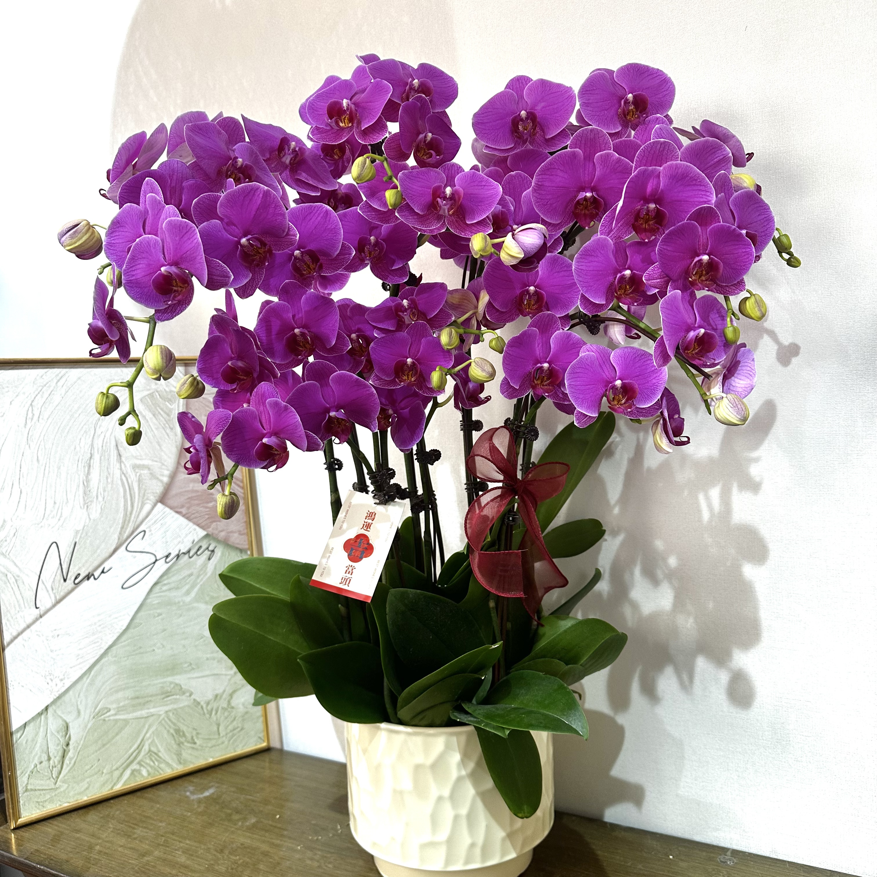 高品质组盆【恭喜发财】蝴蝶兰宵花爆款 花期超长带花带苞