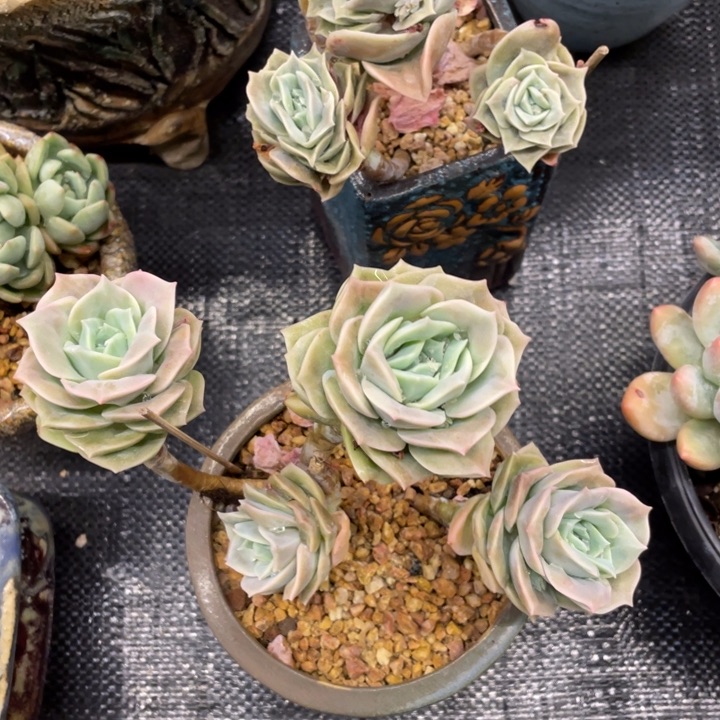 T****g弥鹿之森一物一图