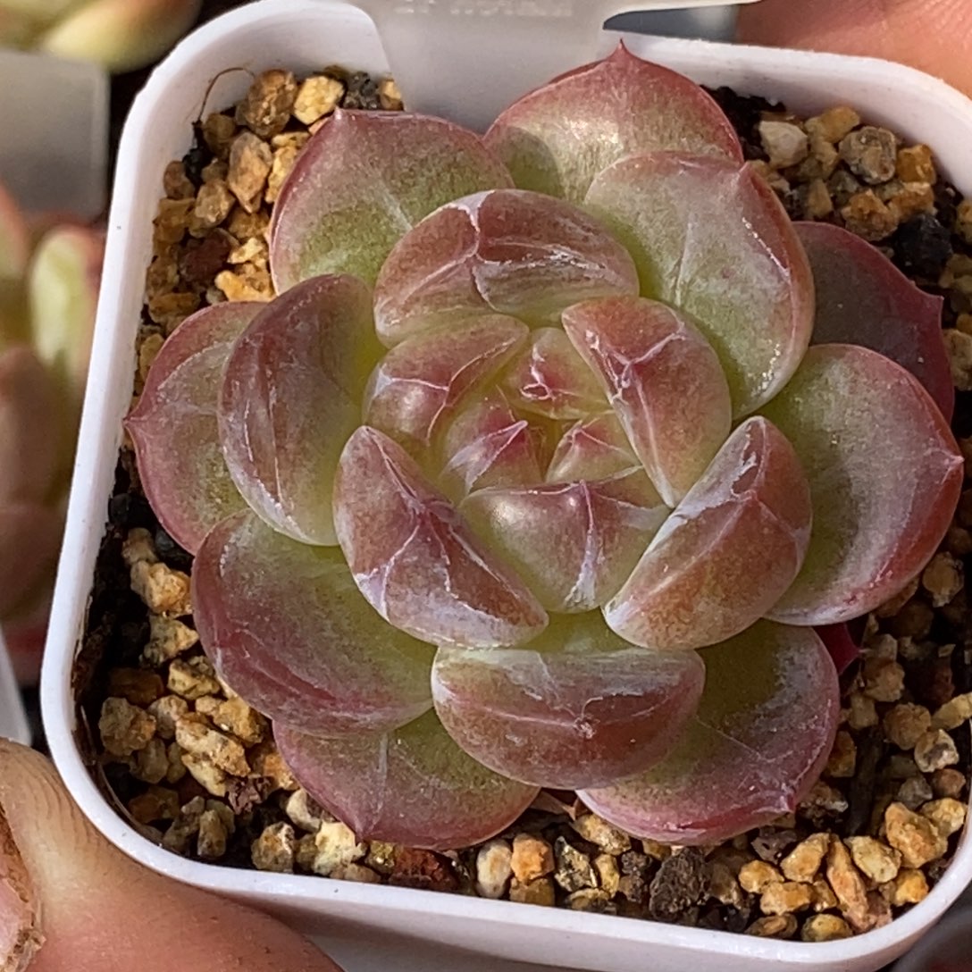 天官赐福百无禁忌