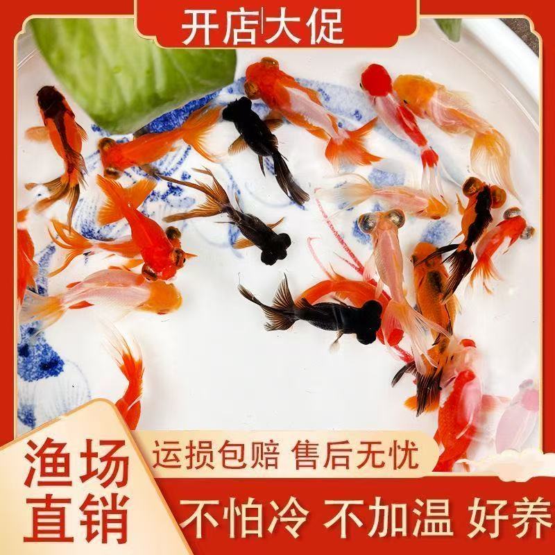 沐豪宠宠【红师头金鱼】水族淡水鱼缸冷水小金鱼苗锦鲫观赏鱼混养