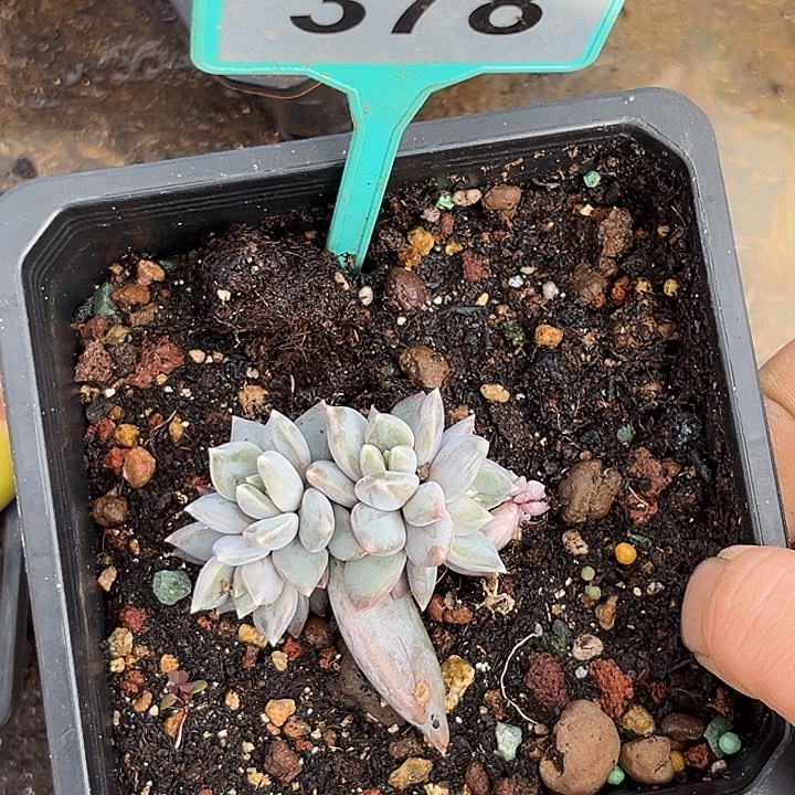 多肉植物邀月群378