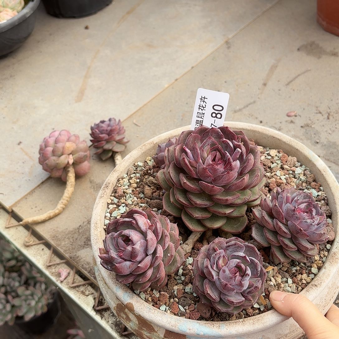 同温层多肉溜溜球80送两支