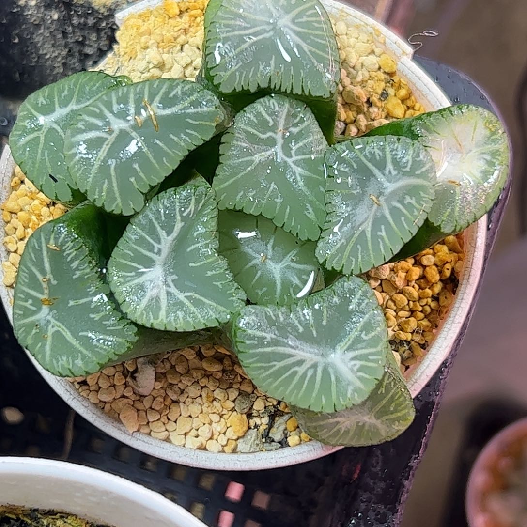 翠星母本十二卷多肉植物