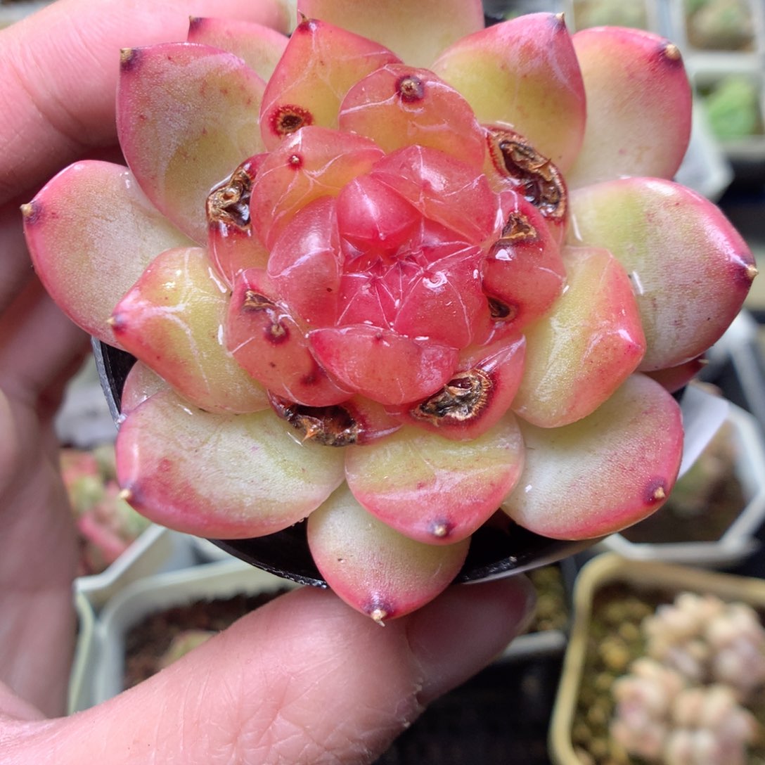 V111y y y y y y y y y y