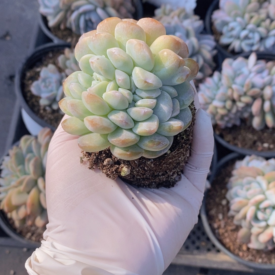 小***吖多肉植物111111111111