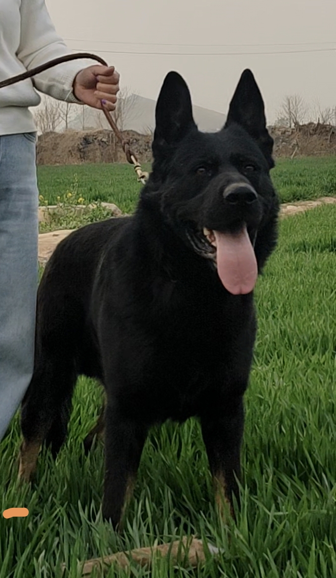 马犬狗狗活体宠物适合家庭饲养配种名额