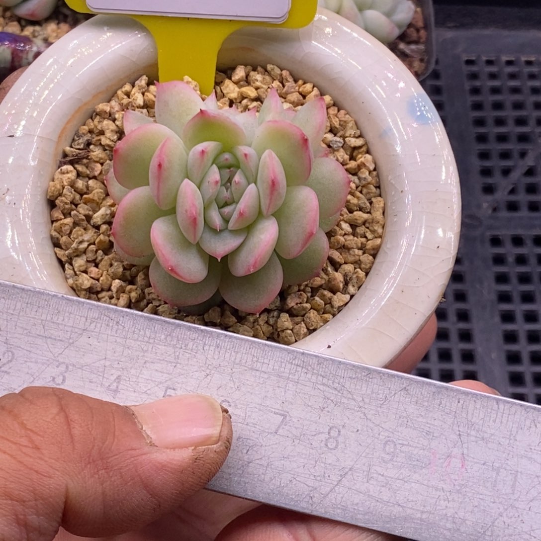 892乌啦啦玉笛缀多肉