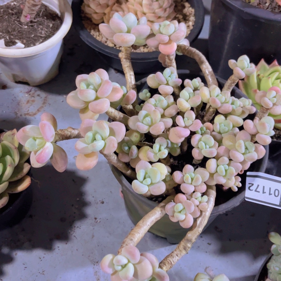 香水洛神01172多肉植物