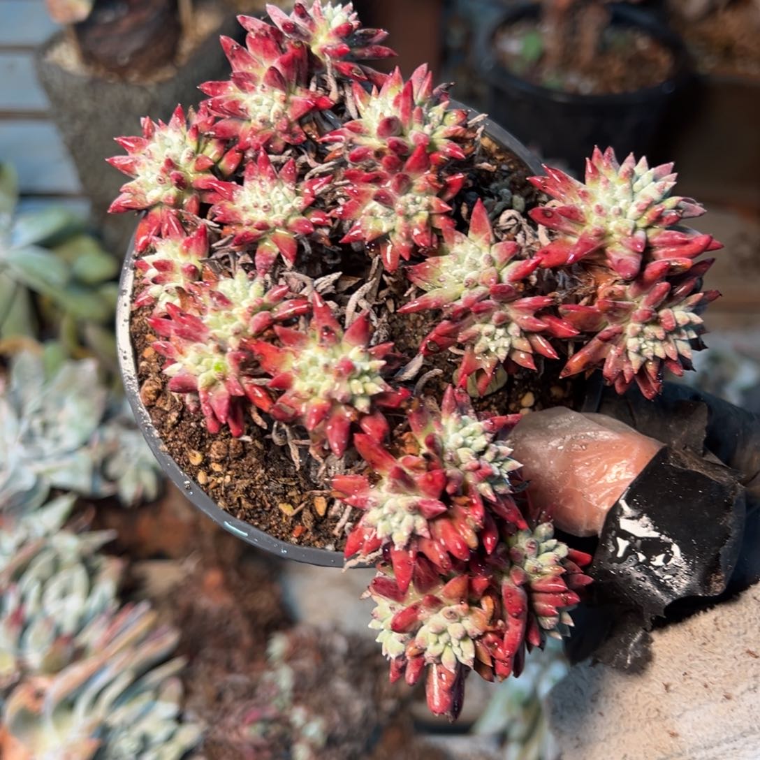 055哈哈哈哈哈哈哈哈