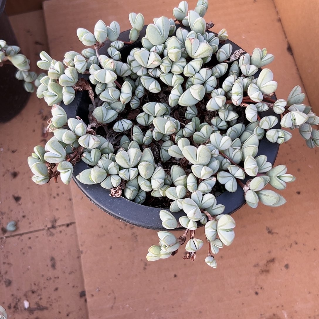 多肉植物碧玉莲开花