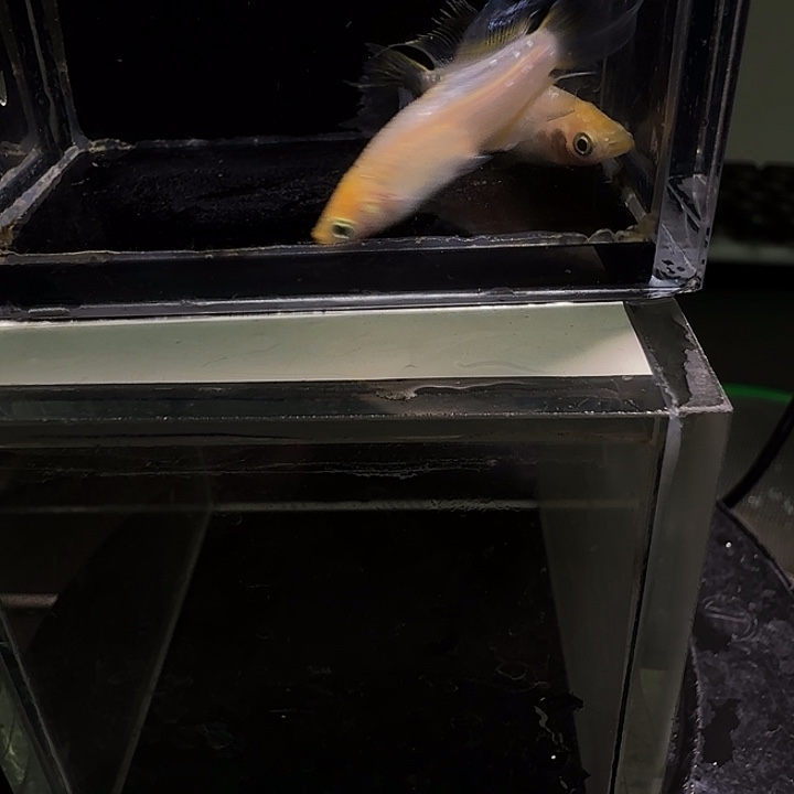 青鳉鱼一物一拍280