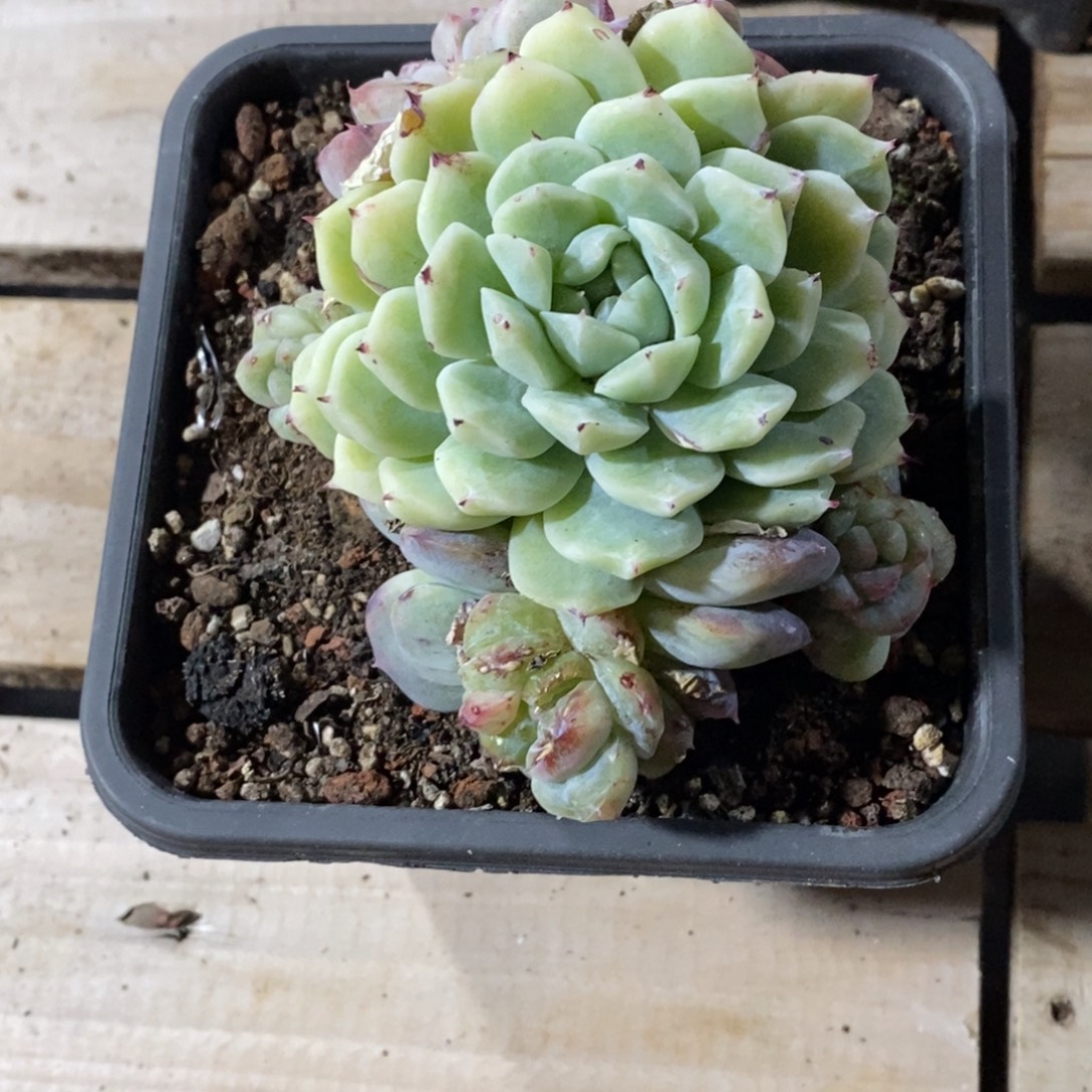 8***0精品多肉一物拍不包整138