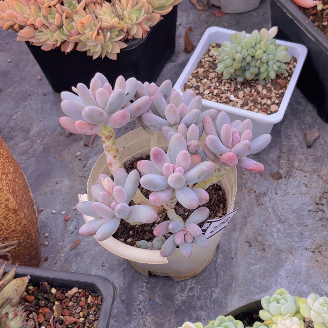 粉色恋人多肉植物2758