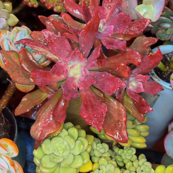 漠***然老桩精品肉肉钻石锦