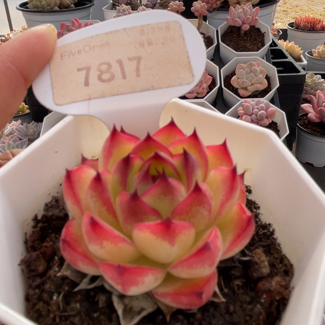 月亮石7817-4.0厘米