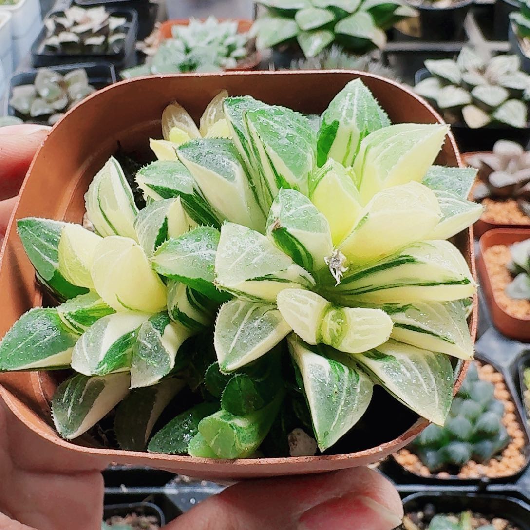 无花朵十二卷 姬寿锦 群