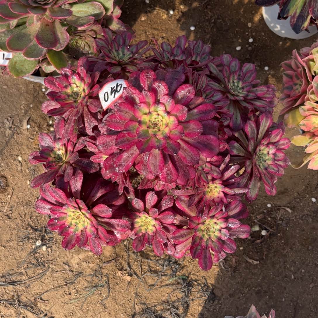 056多肉植物美姬