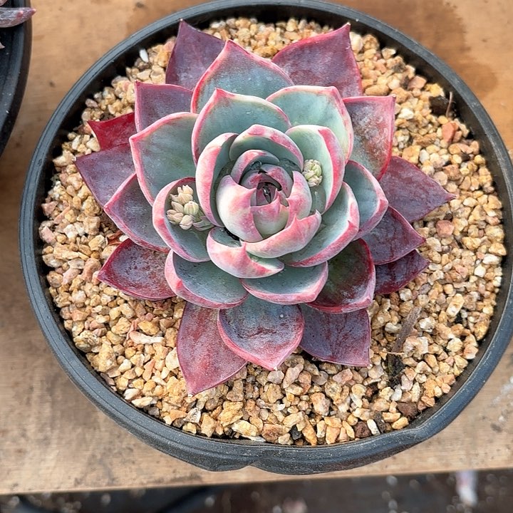 多肉植物，惊魂仙子