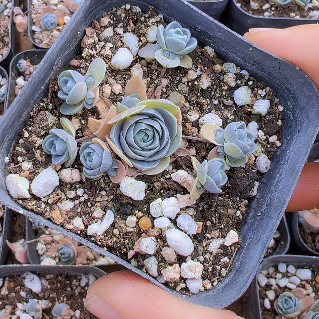 自持莲花19包邮多肉