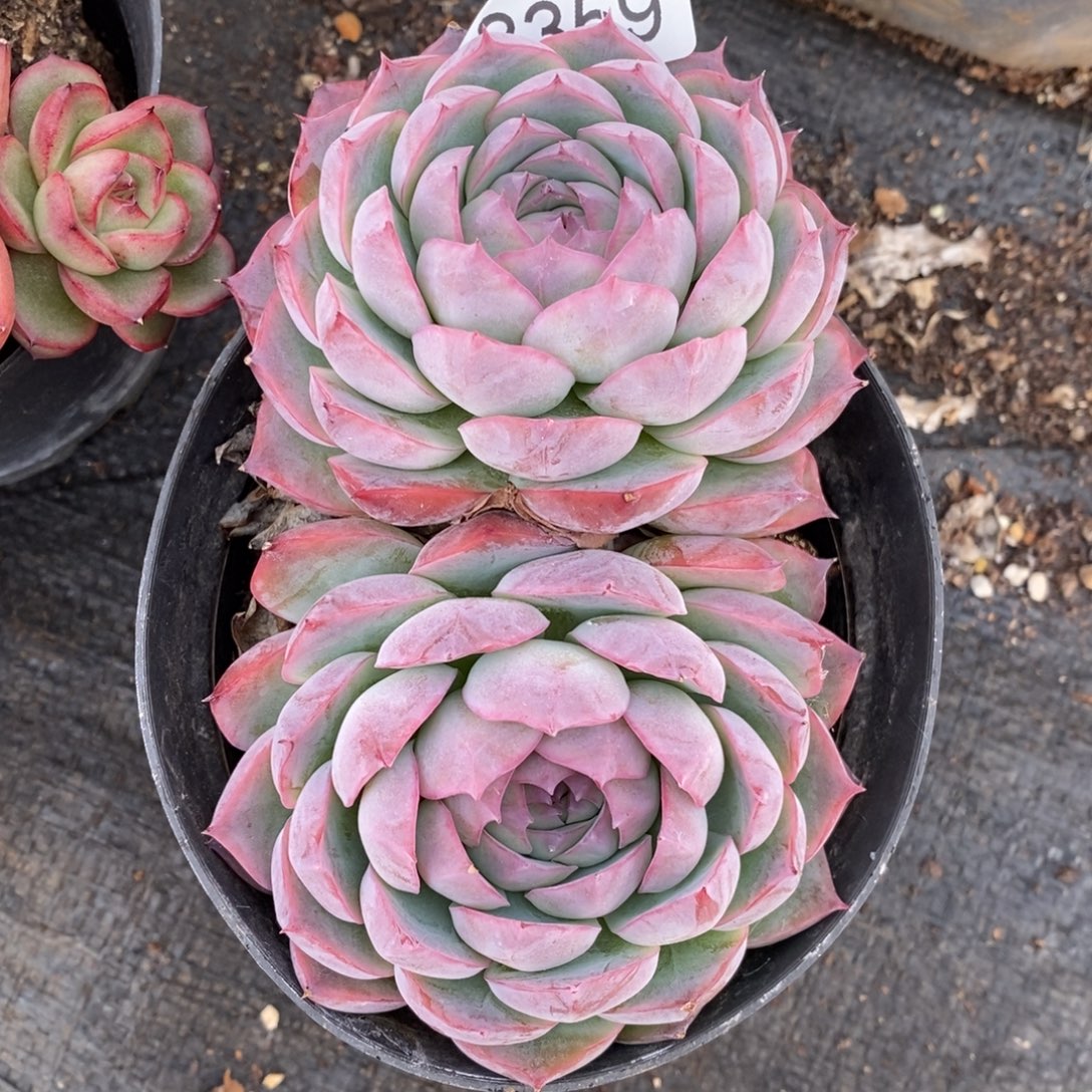 Y***。不包整散掉头8359~12厘米