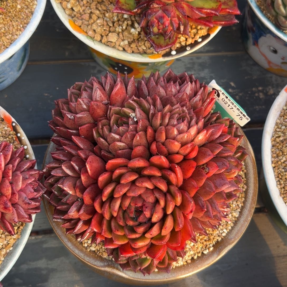 多肉一物一拍0217-75