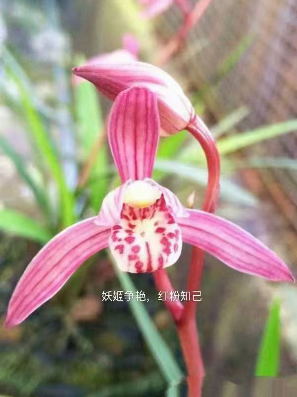 四季兰红粉知己一组