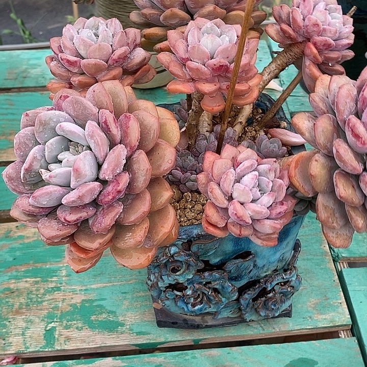 无*多肉植物和植物