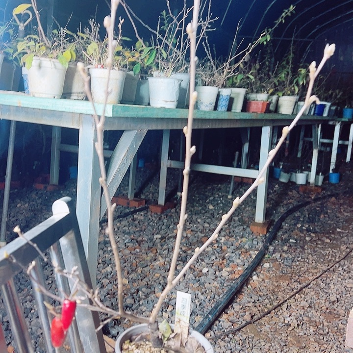 青***园无花朵哈哈哈哈哈