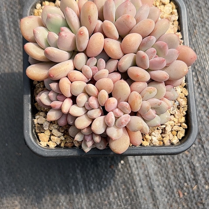 【闪购商品】珍舞奶