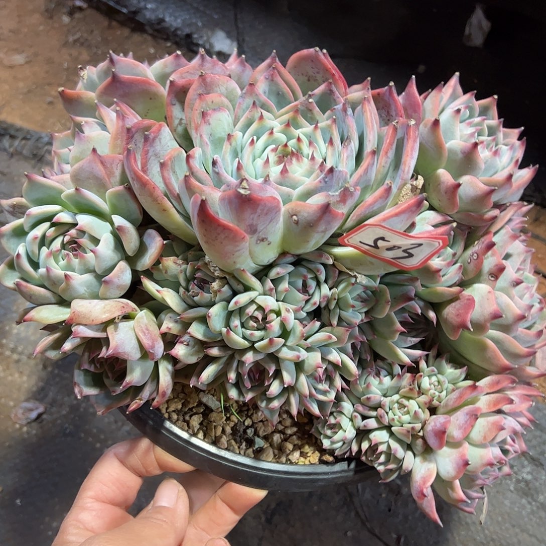 503号吉娃姓，一物一拍