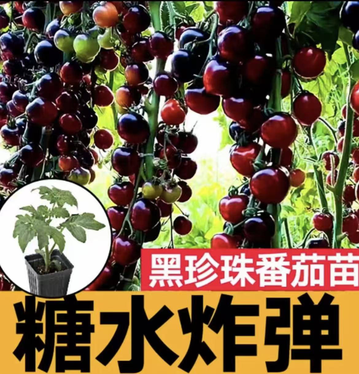 【山东寿光正版黑番茄苗】黑色小番茄苗家庭小院阳台种植