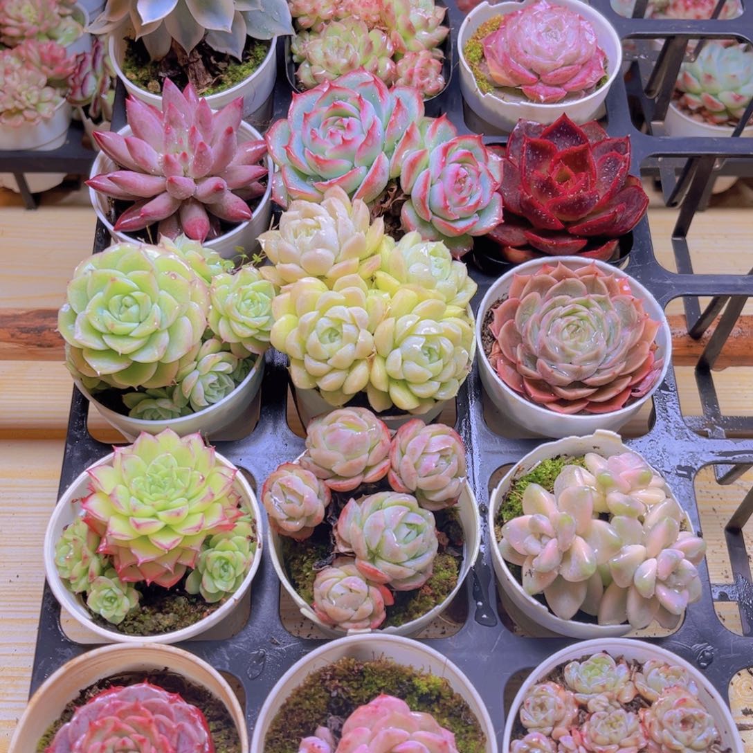 多肉组合一框15颗