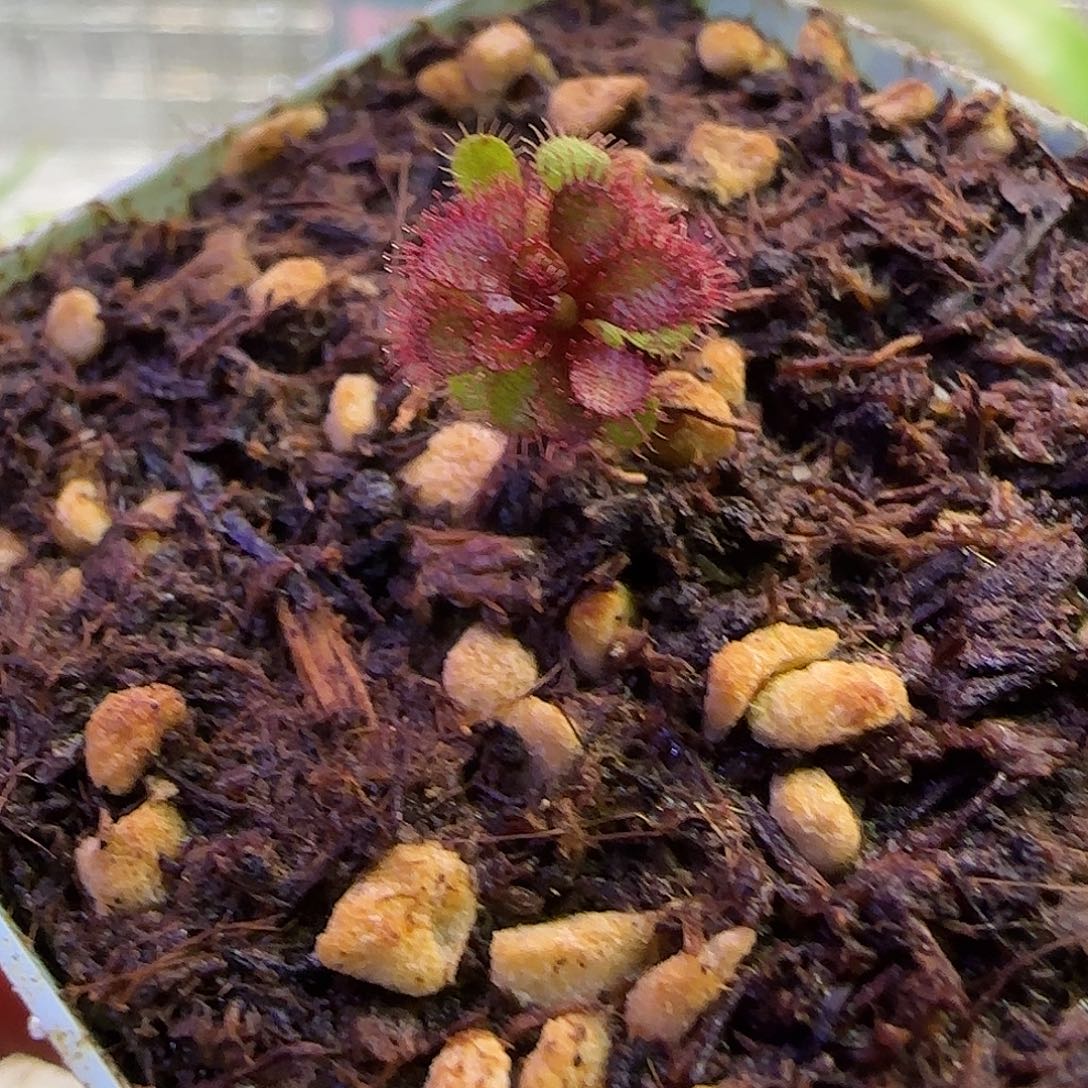 无花朵专拍球根茅